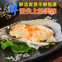 Lacto Oyster Fresh Oysters ready - to - eat seafood fresh oyster aquatic shellfish