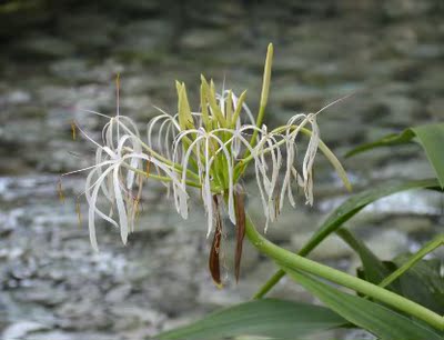 还可以吧,不知道是不是真丝的,薄厚还可以没感觉太薄 还可以吧,不知道是不是真丝的,薄厚还可以没感觉太薄