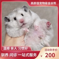 (Snow North Xiangnan)Pure silver super light gold silk bear Domestic bear Rare coat color Relatives Shih Tzu bear live animal