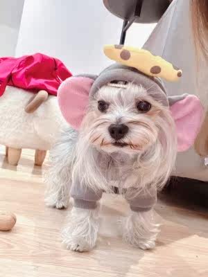 公主风狗狗包肚卫衣服装加厚2021新款网红泰迪秋冬天小体幼犬潮