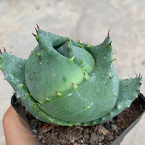 Cactus three treasures gold ingot aloe aloe rare varieties auspicious things town house formaldehyde radiation protection green plants