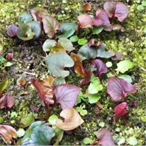 Guizhou special production fresh with box 4 catty of cordate houtcast cold mix ready-to-eat vegetables fresh and fresh