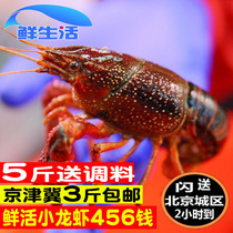456 money Beijing flash send 500g fresh crayfish Xuyi water live shrimp spicy crayfish fresh aquatic products