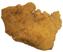 Wild Phellinus multistormus Phellinus wild fungus one catty large Phellinus igniarius