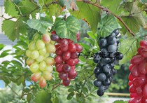Promotional simulation fruit props grape string hanging string shop ceiling decoration ornaments plastic grape vines