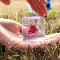 Japanese Zhou-sola dandelion specimen plant cube cherry blossom weather forecast bottle display bottle Rose
