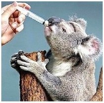 Small pet water feeder Syringe Syringe Feeding syringe 1ml 2ml 5ml 10ml 20ml Specifications