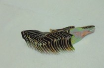 Frame adhesive hook calligraphy and painting s xing gou adhesive hook four treasures of the study-wen fang supplies hang calligraphy and painting accessories paintings