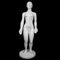 Ultra Clear Shanghai New City Human Body Model Acupuncture Meridian Acupoint Model Human Meridian Model