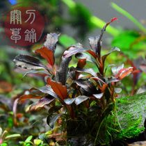 Brownie 11 Blue Paprika 2011 Blue Paprika Rhododendron Knife Grass Laying Water Middle Leaf Aquatic Grass