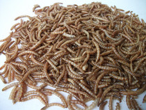 Bread worm dried yellow mealworm hamster parrot snacks full 5kg package freight