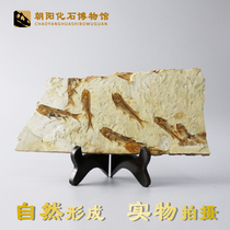 Liaoxi paleontology Wolf fin fish fossils Group fish animal fossils teaching specimens original board ornamental ornaments paleontology