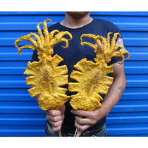 Bombing big squid with base model simulation food dish model simulation squid model string custom