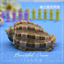 Natural conch shell pipa carambola snail hermit crab roll fish special shell aquarium fish tank landscape ornaments