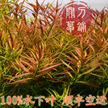 Dahongmei 1 piece (Guanwei Shop) Homegrown Aquatic Grass Authentic Underwater Leaf Aquatic Landscape Big Red Berry