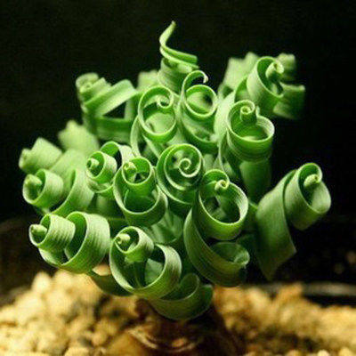 稀有花草神奇弹簧草独家出售创意植物 会跳舞的草观花._7折现价6元