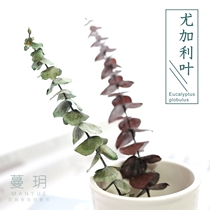 Man Yue DIY scented candle material eucalyptus leaf diy wax brand material dried flower leaf material decoration one