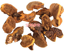 Phellinus yellow fire wood layer hole fungus Mulberry yellow and yellow Ganoderma lucidum Changbai Mountain true layer pore fungus