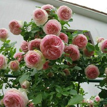 Rattan rose small seedlings parade climbing vine plants rose plants rose flower seedlings green plants potted four seasons cycle flowering European Moon