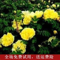 Vine climbing garden pot plants Climbing vine flowers Seasonal rose yellow thorn plum seedlings Yellow thorn rose cold resistance