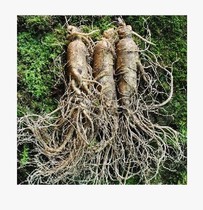 Fresh ginseng with soil fresh ginseng Changbai Mountain fresh with soil ginseng fresh soil mountain ginseng 150g