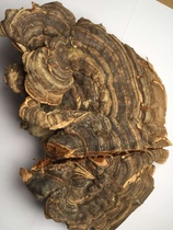 Ganoderma lucidum Qingzhi Longzhi Ganoderma lucidum wild flat Ganoderma lucidum 1 Jin 188 yuan