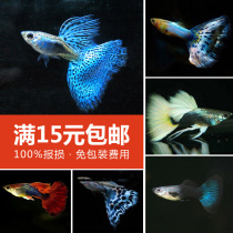Guppy fish special collection lace thoroughbred ornamental fish Blue Grass tail yellow dress pet tropical fish live