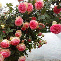 European moon seedlings spot European and American rose flower seedlings Ou Moon vine this moon rose seedlings pink dragon sand gem to the version of the delivery