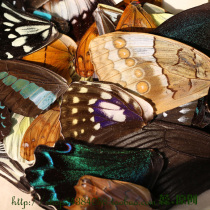 (Special) A variety of butterfly wing glass cover DIY filler handmade jewelry accessories (0234X)