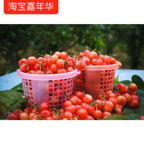 Mulberry basket 1 5 kg blueberry basket Cherry basket Parent-child picking basket Family small basket Strawberry basket