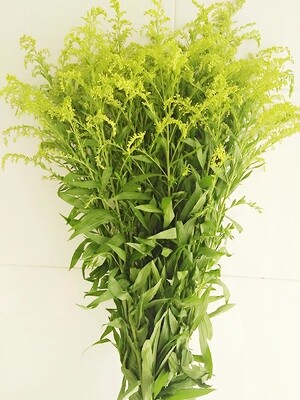 鲜花的陪衬材料黄莺鲜花批发花卉材料_7折现价28元