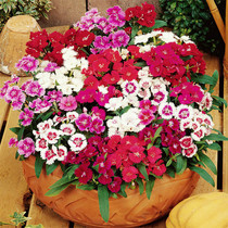 Perennial colorful stone bamboo flower seeds often long summer carnation flower seed American Dianthus Four Seasons outdoor courtyard flower