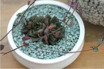 To prevent rotten roots and meat special nitrogen absorption green zeolite 3-5MM paving stone bottom stone to improve the soil special price 1 liter