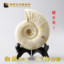 Hot sale Ammonite conch paleontological animal fossils Large sheep horn snail spotted color snail Jade snail teaching specimen New product