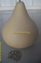 Fulu Yuan Natural Gourd Garden Base carefully cultivates large medium and small water scoop seeds