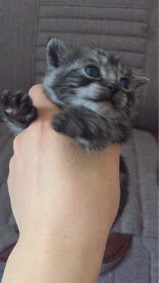 很乖巧很漂亮很方便很不错很平价很好 很乖巧很漂亮很方便很不错很平价很好