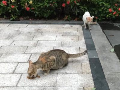 牧康乐猫粮咋样,评论有作假吗牧康乐猫粮用后果真相如何,质量怎么样,