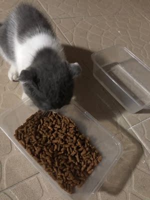 绿元菌猫粮在行业中排第几绿元菌猫粮好在哪,效果好不好,