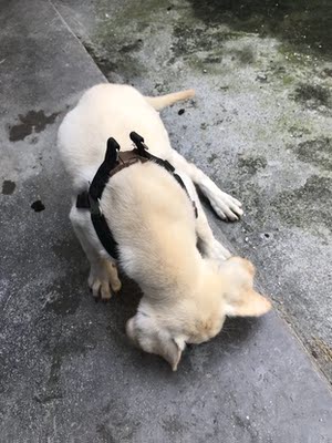 评测点评真实揭秘比瑞吉狗粮怎么样,好不好?真的是天然粮吗?