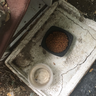 Source love猫粮怎样,质量靠谱吗Source love猫粮好不好,价格,