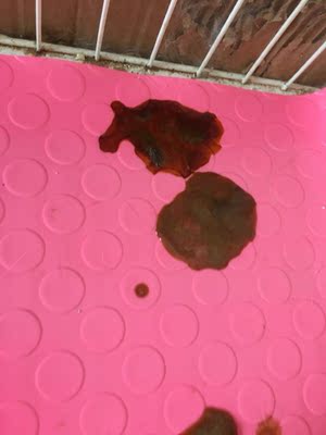 皇家猫粮小白求证皇家猫粮用后感觉如何,值得买吗,