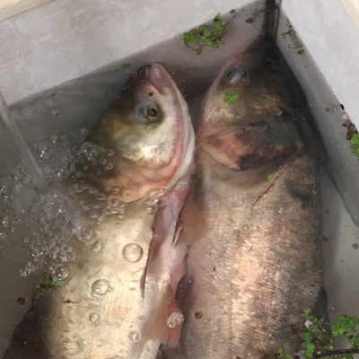 解说美人鱼鱼竿怎么样,排名第几,质量如何呢