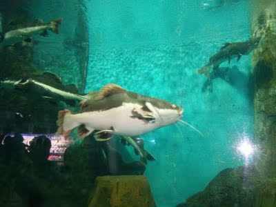 看朋友穿挺好的，效果很好，可能是我刚开始穿还有点不习惯，验证了是正品，慢慢适应吧