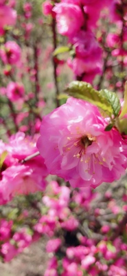 自己买了一个，给妈妈买了一个，一个里有6个好像，挺好的，收藏了，以后买这家