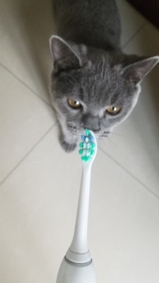 点评揭秘齿道电动牙刷怎么样,好不好用,是德国品牌吗,质量如何?