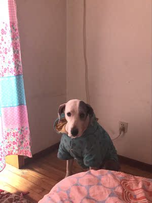 【揭秘】给狗狗用冠能狗粮怎么样，到底好不好？真的是天然粮吗？