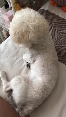 听说好评必须85字?不然没有积分?那么问题来了,怎么样才可以达到85字呢?这个问题在我的脑海里久久不去。马云爸爸怎么可以这样欺负我?不给我买冰阔洛也就算了,还让我一个二年级的小学生评论一定要写85字,哼!好过分啊,一定要记在小本本上! ̄へ ̄ 听说好评必须85字?不然没有积分?那么问题来了,怎么样才可以达到85字呢?这个问题在我的脑海里久久不去。马云爸爸怎么可以这样欺负我?不给我买冰阔洛也就算了,还让我一个二年级的小学生评论一定要写85字,哼!好过分啊,一定要记在小本本上! ̄へ ̄