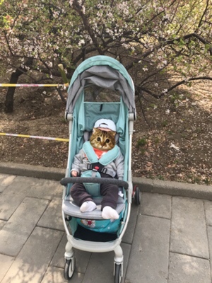 调查心得宝妈谈谈Yeesoom婴儿推车怎么样,好用吗?真的是英国品牌吗