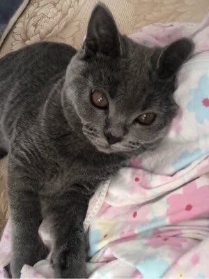 凯锐思猫粮业内推荐,原因怎么样凯锐思猫粮好不好,价格,