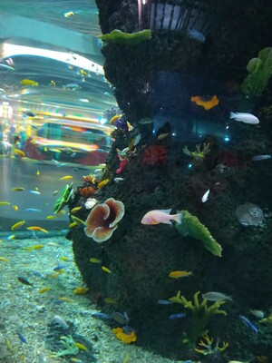 因此在研究基因的功能时,选择一个好的细胞模型、选择一个好的病理样本选择一个疾病与基因的关系至关重要,那么在研究的前期,如何根据已有的数据库去查找所研究的基因在细胞系中,在组织中,在不同的疾病中的表达量? 因此在研究基因的功能时,选择一个好的细胞模型、选择一个好的病理样本选择一个疾病与基因的关系至关重要,那么在研究的前期,如何根据已有的数据库去查找所研究的基因在细胞系中,在组织中,在不同的疾病中的表达量?